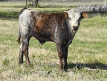 DCT - ECR DOUBLE LUCKY BULL